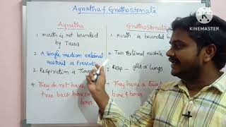 Bsc Major zoologyAnimal diversity2Agnatha and GnathostomaDegree zoology [upl. by Hoseia]