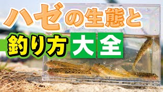 【ハゼ釣り】バッチリ分かる！すぐ釣れる！のべ竿でウキ釣りハゼ大全。 [upl. by Duke]