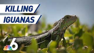 Florida Officials Say Its OK to Kill Iguanas — Humanely  NBC 6 [upl. by Nalyorf]