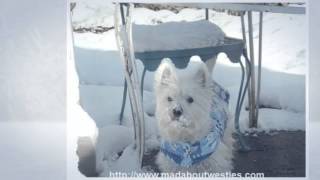 Funny Westie Videos To Make You Smile [upl. by Palmira850]