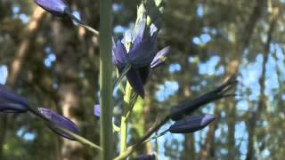 Great Camas Camassia leichtlinii spp suksdorfii Growing [upl. by Ynobe]