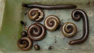 The Best Millipedes FoldUp Ever How To To Find Giant Millipedes Insects [upl. by Wyatt]