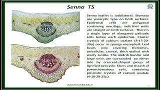 Senna leaf Microscopy Slideshow K S Laddha  ICT [upl. by Whitcomb]