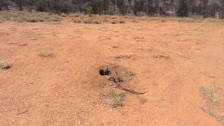 Lizard swallows rabbit whole [upl. by Derry]