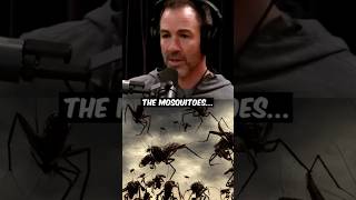 Bug in Indonesia are different joerogan joeroganexperience joeroganpodcast [upl. by Refinney]