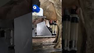 Robotic milking fullwood JOZ merlin M2 [upl. by Jentoft]