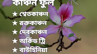 কাঞ্চন ফুল  Complete details of Orchid tree  Bauhinia purpurea [upl. by Betteanne]