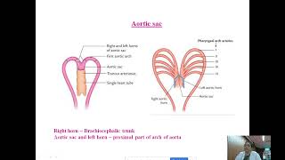 Development of Aortic arches by DrABhattacharyya Anatomy NEIGRIMS Shillong [upl. by Borek933]