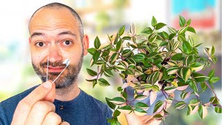 9 Essential Tips To Make Your Houseplants Thrive [upl. by Mandel]