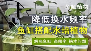 鱼缸搭配水培植物，用植物根吸收有毒物质，减少换水频率 [upl. by Inek]