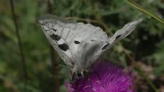 Herken de apollovlinder Parnassius apollo [upl. by Michell947]