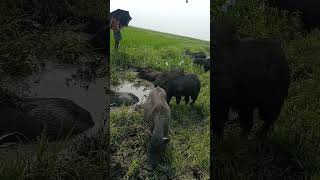 animal videoswild pigs animal farmboarhog pigs [upl. by Eissalc]