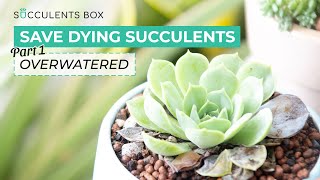 HOW TO SAVE OVERWATERED SUCCULENTS  SUCCULENT CARE TIPS [upl. by Chabot]