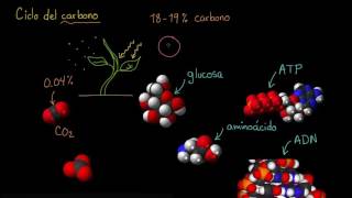 El ciclo del carbono  Ecología  Biología  Khan Academy en Español [upl. by Sylvan]