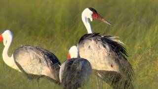 Wattled Cranes [upl. by Naujal172]