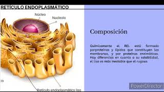 retículo endoplasmático liso [upl. by Eoz125]