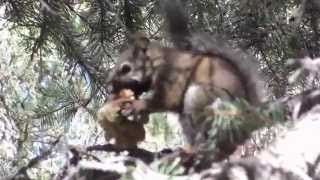 Squirrel Gnawing on Pinecone [upl. by Eyeleen]