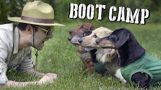 Wiener Dogs at BOOT CAMP  Will they make it or break it [upl. by Ytak]