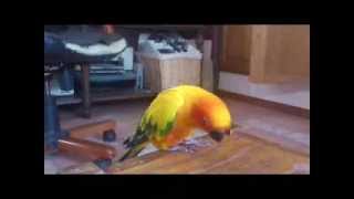 Moly perroquet conure soleil qui danse vol libre joue [upl. by Felipe]