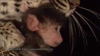 Incredible leopard and baby baboon interaction [upl. by Aicilehp]