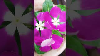 Vinka care youtubeshorts terracegardeng trending floweringplant [upl. by Spatola]