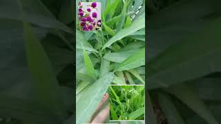 Bejanti plants 🌷🌷🌷🌿gomphrena garden confuse create [upl. by Ayn]