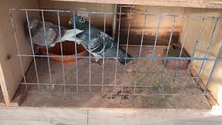 Belgian Racing Pigeons  Pairing Up ALL Of Our Pigeons For Breeding [upl. by Dualc399]