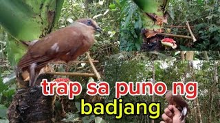 madaling trap ng ibong alimukon sa puno ng badjang [upl. by Atteynot]