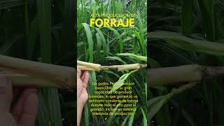 Banco forrajero Género Pennisetum agriculture plantas agroperu [upl. by Amadus]