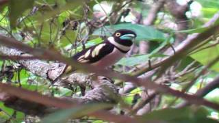 Broadbill Black amp Yellow  Eurylaimus ochromalus [upl. by Camm]