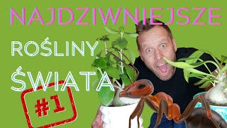 DZIWACZNE ROŚLINY KOLEKCJONERSKIE 🐜 ANT PLANT Myrmecodia i Hydnophytum [upl. by Vonni]