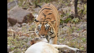 Tadoba Andhari National Park  Chota Matkasur  Navegaon Gate  Tiger drags kill [upl. by Electra398]