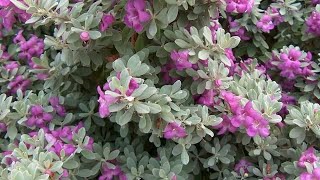 حارس تكساس ليكوفليوم او ليكوفيليوم واسمه العلمي Leucophyllum Frutescens [upl. by Marrissa]