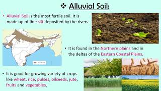 Soils of India CBSE SSTEVS Class 4 [upl. by Eimar]