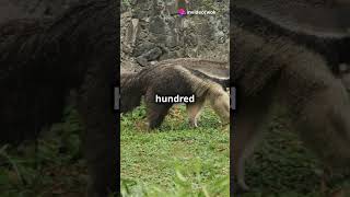 How An Anteaters Eat 30000 Insects a Dayfacts knowledgechannelgeneralknowledge trendingshorts [upl. by Yaf]