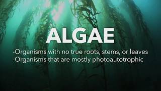 Algae Corner What are Algae [upl. by Dominica617]