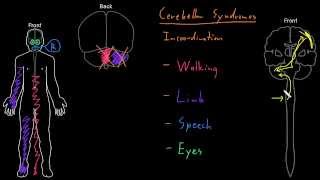 Syndrome Cerebellar syndromes [upl. by Leilah40]