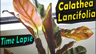 Calathea Lancifolia Prayer plant  Leaves Time Lapse [upl. by Wolenik]