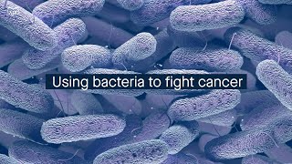 Bacteria expressing an antitumor signaling protein can be a potent cancer immunotherapy [upl. by Ike]