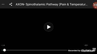 spinothalamic pathway [upl. by Judus440]