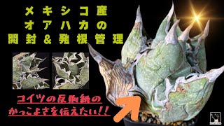 オアハカオテロイ発根管理‼️とうとう手に入れた現地オテロイを発根させてかっこよさを伝える動画です！ [upl. by Noy365]