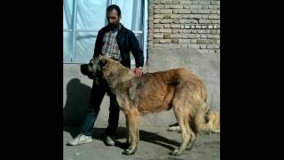 Sarabi dog old generation [upl. by Kezer]