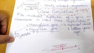 Gene duplication evolution and Gene frequencies  biologyzoology evolution of myoglobin haemo [upl. by Heda]