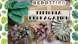 REPOTTING MY PLANTS amp FITTONIA PROPAGATION 🌿 [upl. by Sehguh]