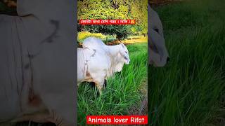 মাথা গরম পাগলা গরু 🔥🐂cow animals short viralvideo foryou 2024 [upl. by Aciretal113]