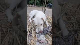 Sada kutta kutta kala kutta Tomi music love bollywood automobile [upl. by Corbet]