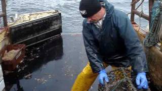 Hauling Lobster creels at may Island [upl. by Colligan]