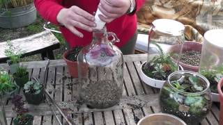 How to make a bottle terrarium [upl. by Puett]