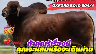 OXFORD​ ROJO​ 604​4​ รู้เรื่องนี้แล้วคุณ​อยากผสมหรือเดินผ่าน​ โชคเ​นร​มิตร​ฟาร์ม​ ตามหาฟาร์มจริง [upl. by Kcaz]