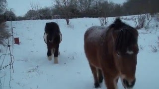 LE CHEVAL ISLANDAIS ET LENFANT LA NEIGE épisode 28DOMAINE DE RABREUX28 [upl. by Ibbison]